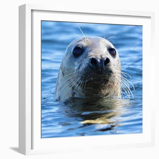 Young Grey Seal, Westcove,-Eric Meyer-Framed Photographic Print