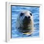 Young Grey Seal, Westcove,-Eric Meyer-Framed Photographic Print