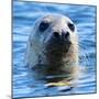 Young Grey Seal, Westcove,-Eric Meyer-Mounted Photographic Print