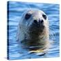 Young Grey Seal, Westcove,-Eric Meyer-Stretched Canvas
