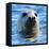 Young Grey Seal, Westcove,-Eric Meyer-Framed Stretched Canvas