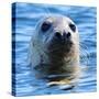 Young Grey Seal, Westcove,-Eric Meyer-Stretched Canvas