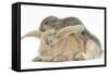 Young Grey Squirrel and Sandy Rabbit-Mark Taylor-Framed Stretched Canvas