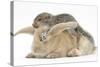 Young Grey Squirrel and Sandy Rabbit-Mark Taylor-Stretched Canvas