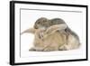 Young Grey Squirrel and Sandy Rabbit-Mark Taylor-Framed Photographic Print