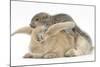 Young Grey Squirrel and Sandy Rabbit-Mark Taylor-Mounted Photographic Print