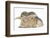 Young Grey Squirrel and Sandy Rabbit-Mark Taylor-Framed Photographic Print