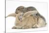 Young Grey Squirrel and Sandy Rabbit-Mark Taylor-Stretched Canvas