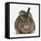Young Grey Squirrel Climbing on Agouti Rabbit-Mark Taylor-Framed Stretched Canvas