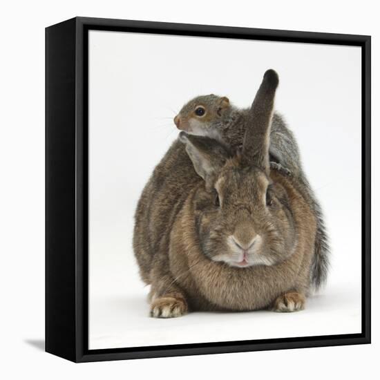 Young Grey Squirrel Climbing on Agouti Rabbit-Mark Taylor-Framed Stretched Canvas