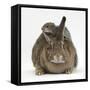 Young Grey Squirrel Climbing on Agouti Rabbit-Mark Taylor-Framed Stretched Canvas