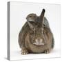 Young Grey Squirrel Climbing on Agouti Rabbit-Mark Taylor-Stretched Canvas