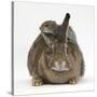 Young Grey Squirrel Climbing on Agouti Rabbit-Mark Taylor-Stretched Canvas