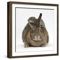 Young Grey Squirrel Climbing on Agouti Rabbit-Mark Taylor-Framed Photographic Print