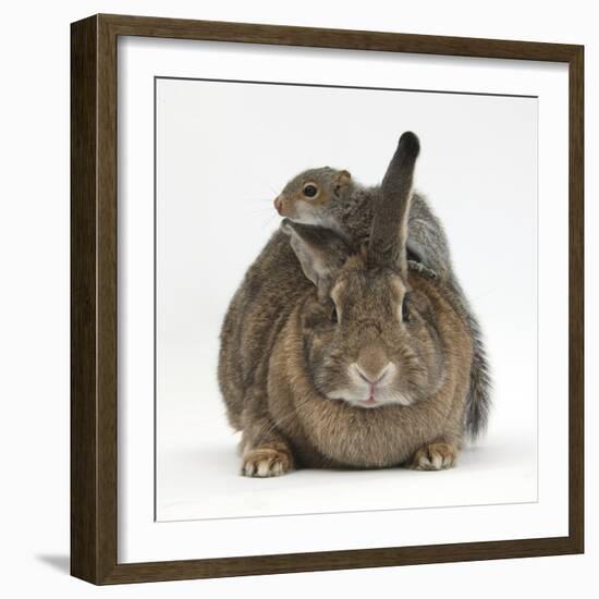 Young Grey Squirrel Climbing on Agouti Rabbit-Mark Taylor-Framed Photographic Print