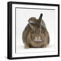 Young Grey Squirrel Climbing on Agouti Rabbit-Mark Taylor-Framed Photographic Print