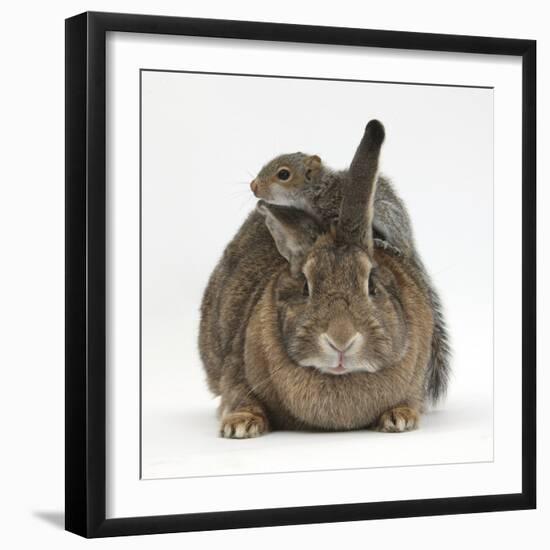 Young Grey Squirrel Climbing on Agouti Rabbit-Mark Taylor-Framed Photographic Print