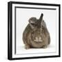 Young Grey Squirrel Climbing on Agouti Rabbit-Mark Taylor-Framed Photographic Print