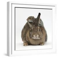 Young Grey Squirrel Climbing on Agouti Rabbit-Mark Taylor-Framed Photographic Print