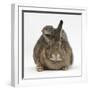 Young Grey Squirrel Climbing on Agouti Rabbit-Mark Taylor-Framed Photographic Print