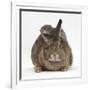 Young Grey Squirrel Climbing on Agouti Rabbit-Mark Taylor-Framed Photographic Print