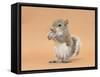 Young Grey Squirrel (Sciurus Carolinensis) Domesticated, Eating a Hazelnut-Mark Taylor-Framed Stretched Canvas