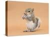 Young Grey Squirrel (Sciurus Carolinensis) Domesticated, Eating a Hazelnut-Mark Taylor-Stretched Canvas