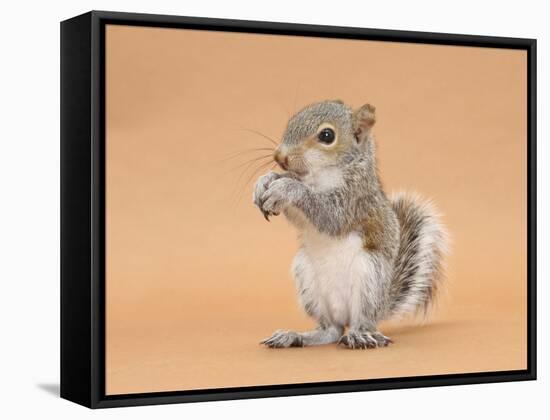 Young Grey Squirrel (Sciurus Carolinensis) Domesticated, Eating a Hazelnut-Mark Taylor-Framed Stretched Canvas