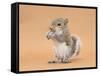 Young Grey Squirrel (Sciurus Carolinensis) Domesticated, Eating a Hazelnut-Mark Taylor-Framed Stretched Canvas