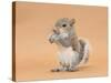 Young Grey Squirrel (Sciurus Carolinensis) Domesticated, Eating a Hazelnut-Mark Taylor-Stretched Canvas