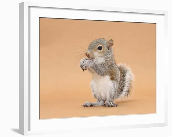 Young Grey Squirrel (Sciurus Carolinensis) Domesticated, Eating a Hazelnut-Mark Taylor-Framed Photographic Print