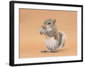 Young Grey Squirrel (Sciurus Carolinensis) Domesticated, Eating a Hazelnut-Mark Taylor-Framed Photographic Print