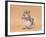 Young Grey Squirrel (Sciurus Carolinensis) Domesticated, Eating a Hazelnut-Mark Taylor-Framed Photographic Print