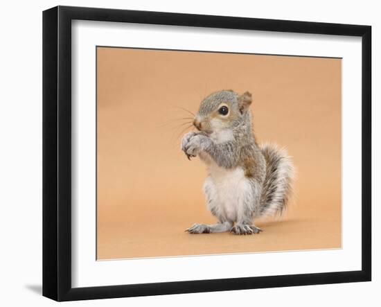 Young Grey Squirrel (Sciurus Carolinensis) Domesticated, Eating a Hazelnut-Mark Taylor-Framed Photographic Print