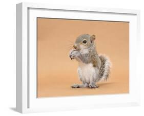 Young Grey Squirrel (Sciurus Carolinensis) Domesticated, Eating a Hazelnut-Mark Taylor-Framed Photographic Print