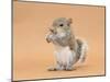 Young Grey Squirrel (Sciurus Carolinensis) Domesticated, Eating a Hazelnut-Mark Taylor-Mounted Photographic Print