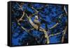 Young Harpy Eagle Perched in Tree-W. Perry Conway-Framed Stretched Canvas