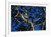 Young Harpy Eagle Perched in Tree-W. Perry Conway-Framed Photographic Print