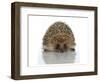 Young Hedgehog about 1 Year-null-Framed Premium Giclee Print