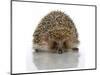 Young Hedgehog about 1 Year-null-Mounted Premium Giclee Print