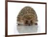 Young Hedgehog about 1 Year-null-Framed Premium Giclee Print