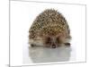 Young Hedgehog about 1 Year-null-Mounted Premium Giclee Print