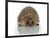 Young Hedgehog about 1 Year-null-Framed Premium Giclee Print