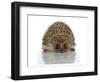 Young Hedgehog about 1 Year-null-Framed Art Print