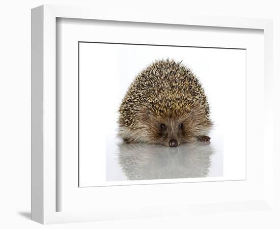 Young Hedgehog about 1 Year-null-Framed Art Print