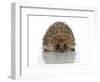 Young Hedgehog about 1 Year-null-Framed Art Print