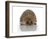 Young Hedgehog about 1 Year-null-Framed Art Print