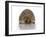 Young Hedgehog about 1 Year-null-Framed Art Print