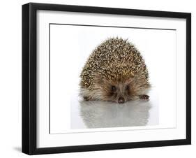 Young Hedgehog about 1 Year-null-Framed Art Print