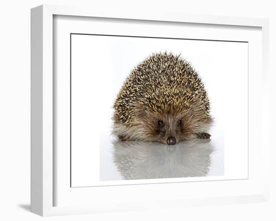 Young Hedgehog about 1 Year-null-Framed Art Print